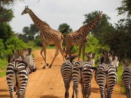 tansania zebras, giraffen