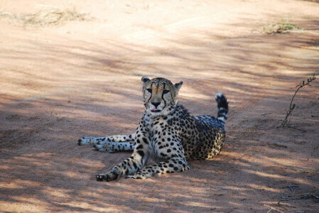 Namibia Etoscha