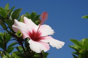 Madeira Blumeninsel Reise auf die Insel des ewigen Frühlings