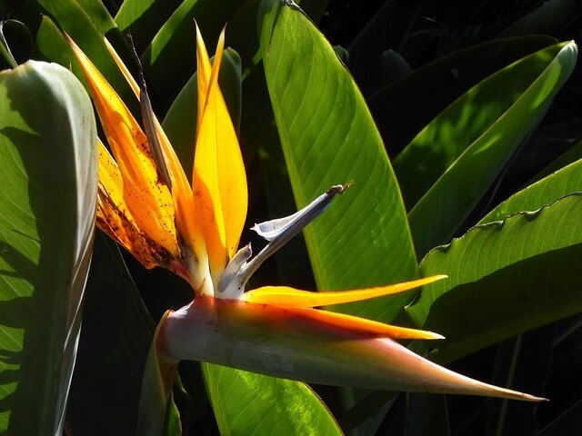 Madeira Rundreisen Reisen Blumeninsel