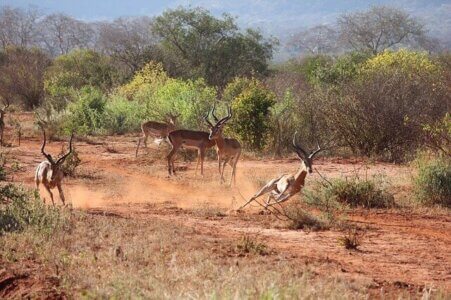 Tsavo Nationalpark, Kapstadt Kenia Sansibar Kombireise